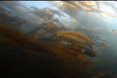 bull kelp