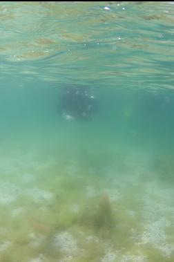 swimming out in shallows