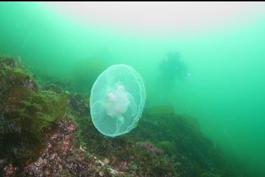 moon jelly