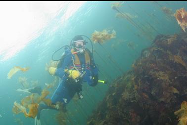 bull kelp  in shallows