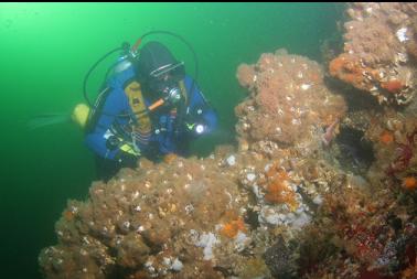 hydroid-covered giant barnacles on boulders