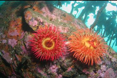 fish-eating anemones