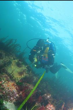 looking at tunicate colonies on boulder in shallows