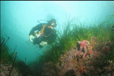 seastar and surfgrass