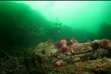 urchins on reefs