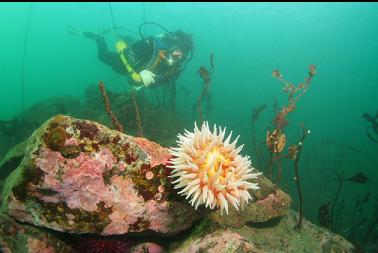 fish-eating anemone