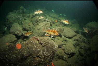 rockfish on slope at base of wall