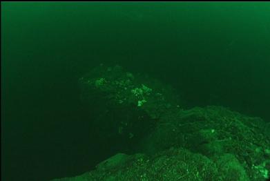 view of ledge from top of reef