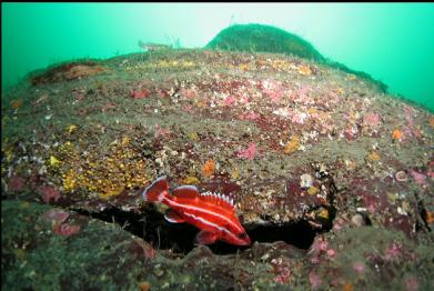 yelloweye rockfish