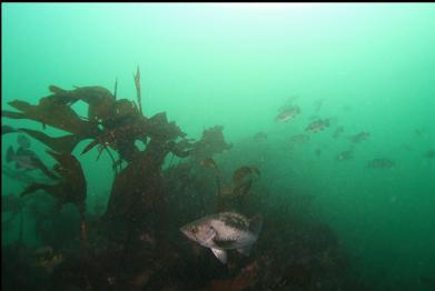 black rockfish