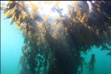 giant kelp