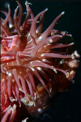 brooding anemone