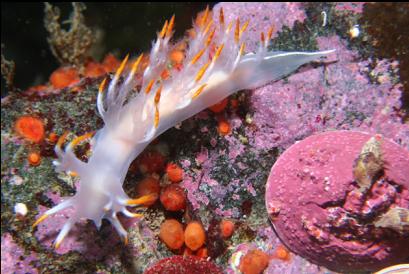 nudibranch