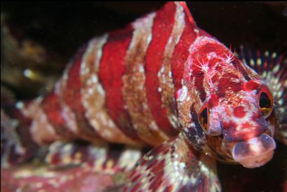 painted greenling