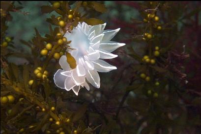 nudibranch on seaweed