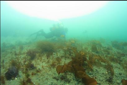 in shallows near beach