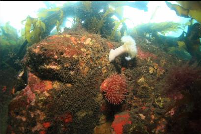 anemones on shallow reef near shore