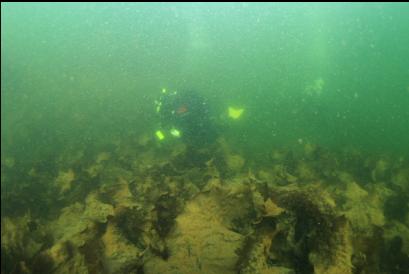 other divers near shore