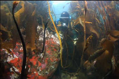 boulder in the kelp