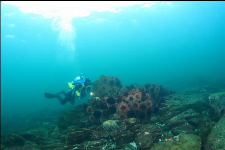 urchins on the top of the reef