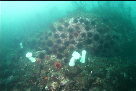 natural reef near the point