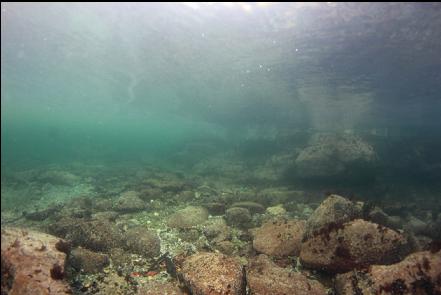 the shallow bay at low tide