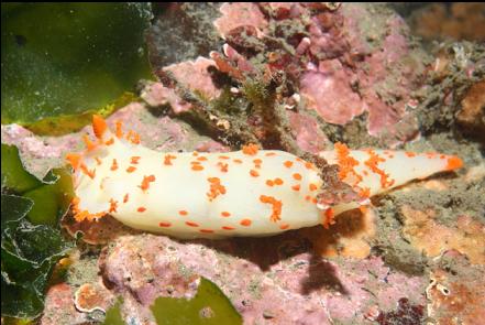 clown nudibranch