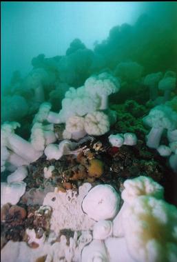 ROCKFISH AND ANEMONES ON WALL