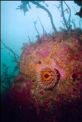 FISH-EATING ANEMONE