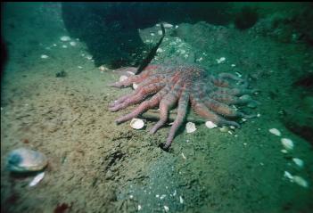 SUNFLOWER STAR ON MUDDY BOTTOM