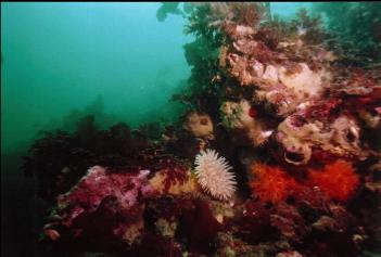 LIFE ON SEWER PIPE REEF