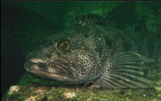 LINGCOD