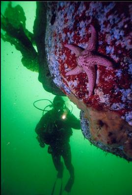 SEASTAR ON SMALL WALL