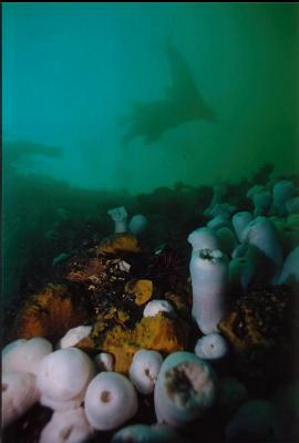 SEALIONS ABOVE WALL