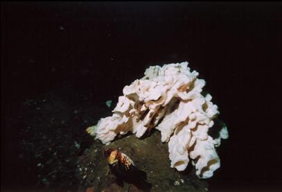 QUILLBACK ROCKFISH AND CLOUD SPONGE