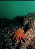 SUNFLOWER STAR ON WALL