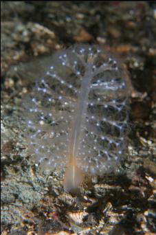 TINY SEA PEN