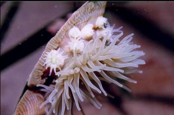 BROODING ANEMONE ON EELGRASS