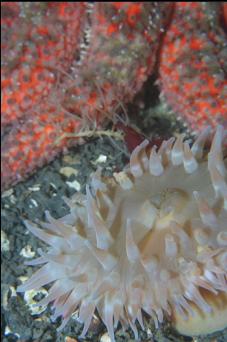 ANEMONE AND SEASTAR