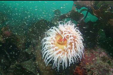 fish-eating anemone and shrimp