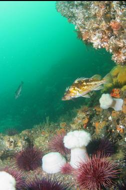 copper rockfish