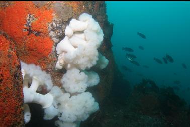 boulder and rockfish at top of wall