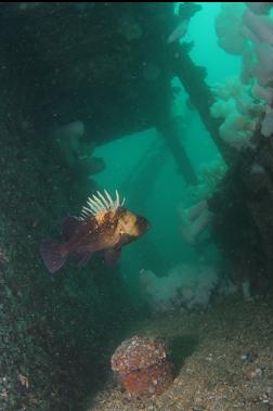 quillback rockfish