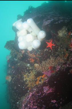 plumose anemones near top of wall