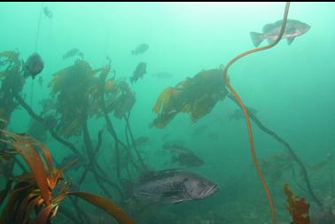 black rockfish