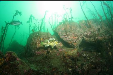 copper and black rockfish