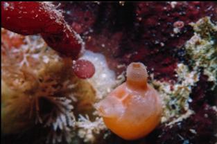 SEA PEACH TUNICATE