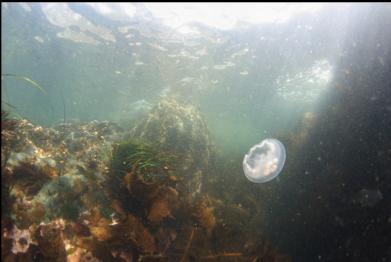 moon jelly