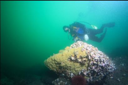 white whelks and yellow eggs