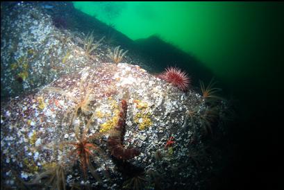 urchin, cucumber and feather stars